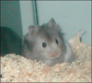 Nibbles