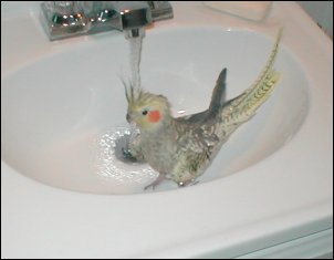 Natasha bathing