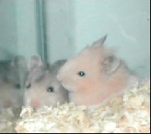 Twinkie and Nibbles