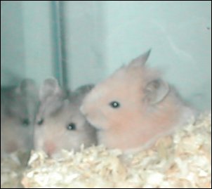 Twinkie and Nibbles