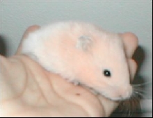 Twinkie