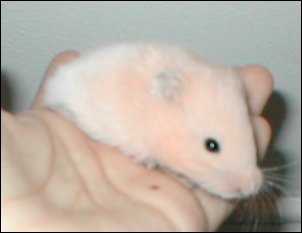 Twinkie