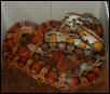 Corn Snake Pair