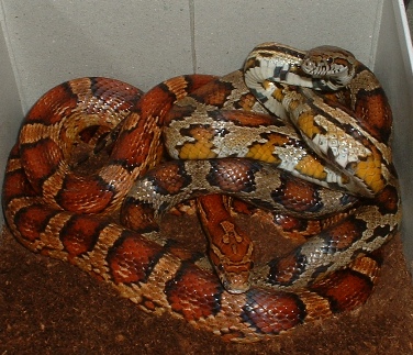 Corn Snake Pair