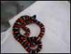 Lampropeltis ???