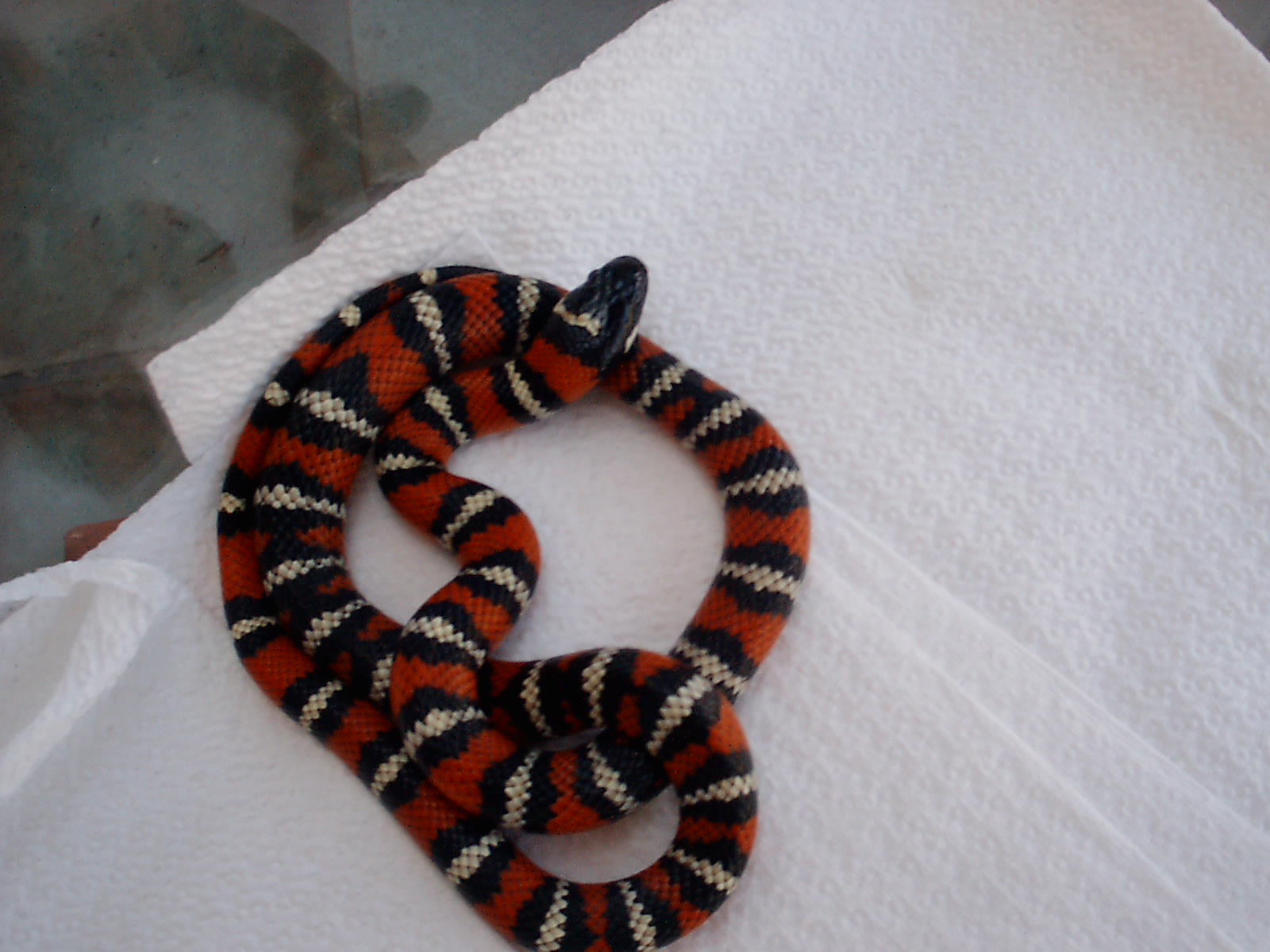 Lampropeltis ???