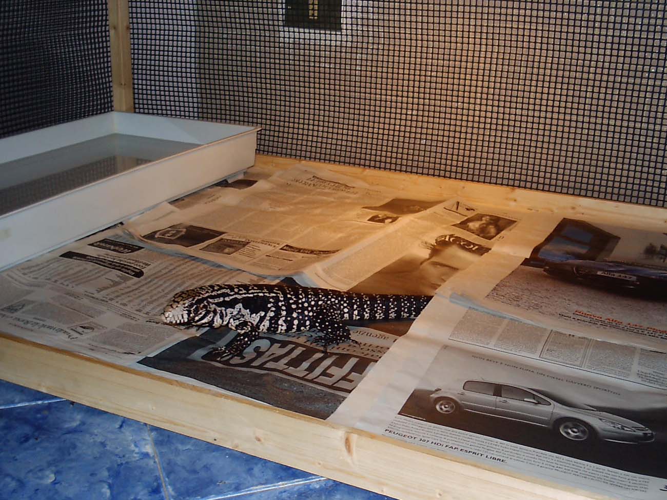 tegu set up
