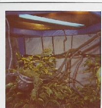bad pic of veiled