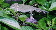 AZU