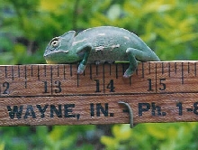 azu measure