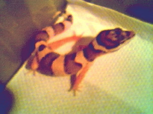 baby