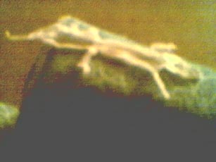full shed