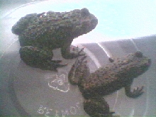 FBT's
