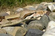 BCI MALE - HEAD SHOT OUTSIDE