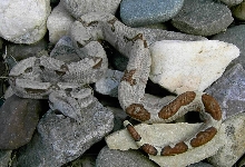 BCI FEMALE - ROCKS OUTSIDE