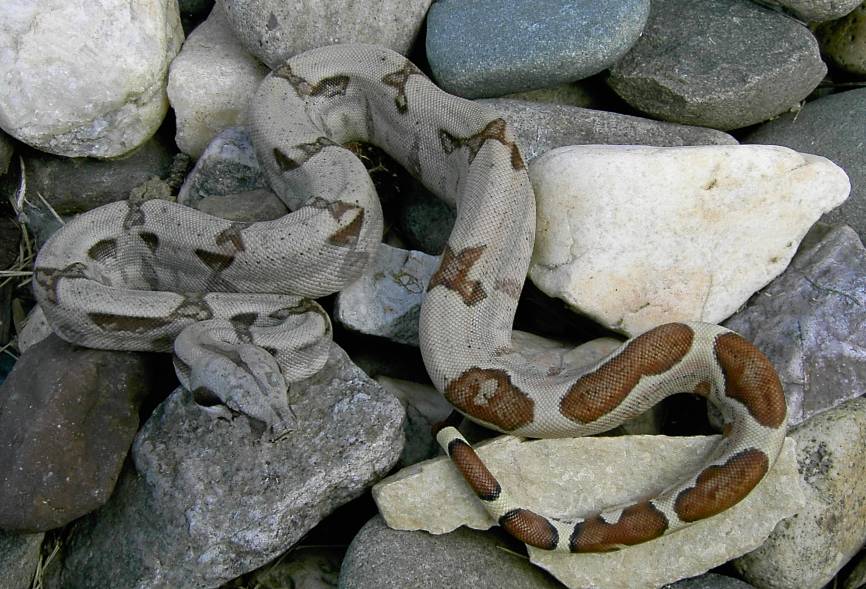 BCI FEMALE - ROCKS OUTSIDE