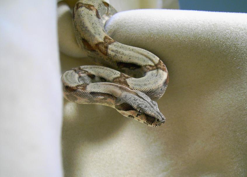 BCI FEMALE - CLOSE INSIDE