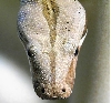 BCI MALE - CLOSE HEAD SHOT