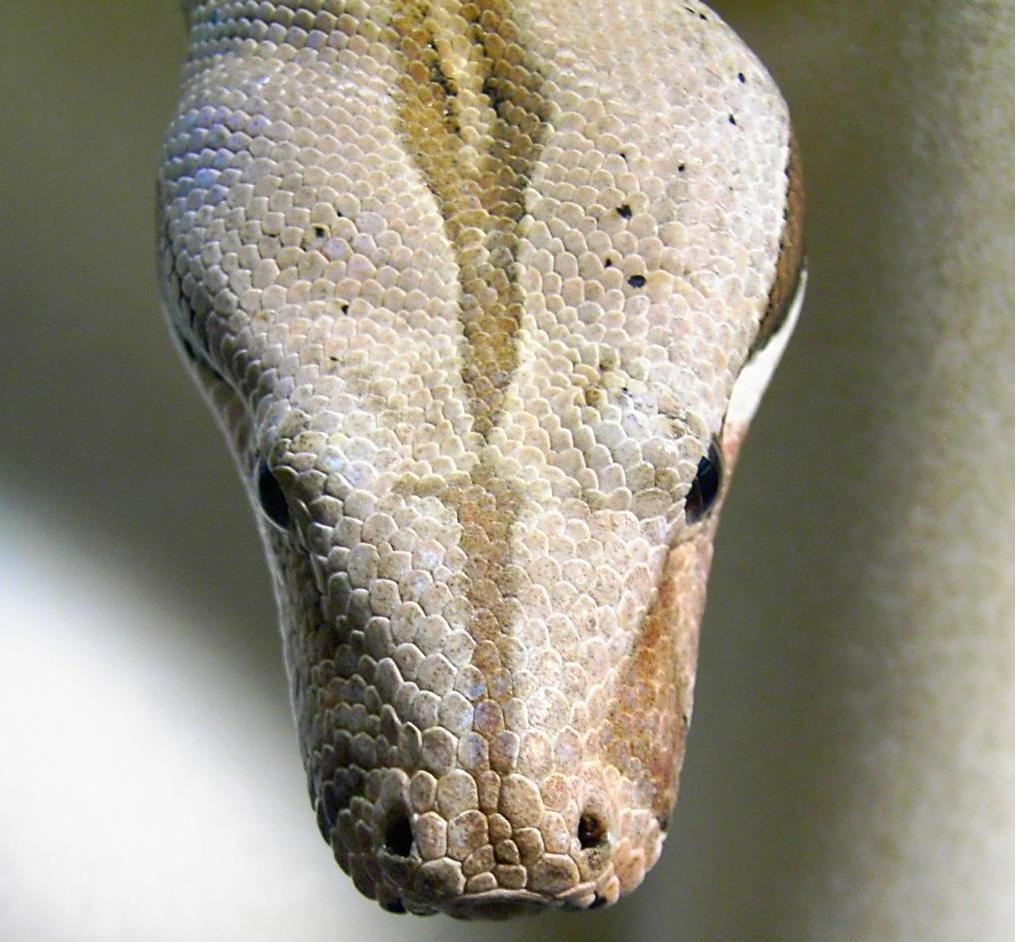 BCI MALE - CLOSE HEAD SHOT