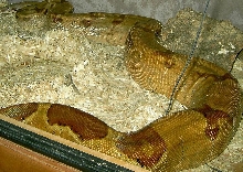 bci female