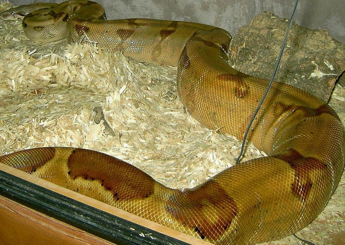 bci female