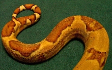 BCI Female Hypo Tail