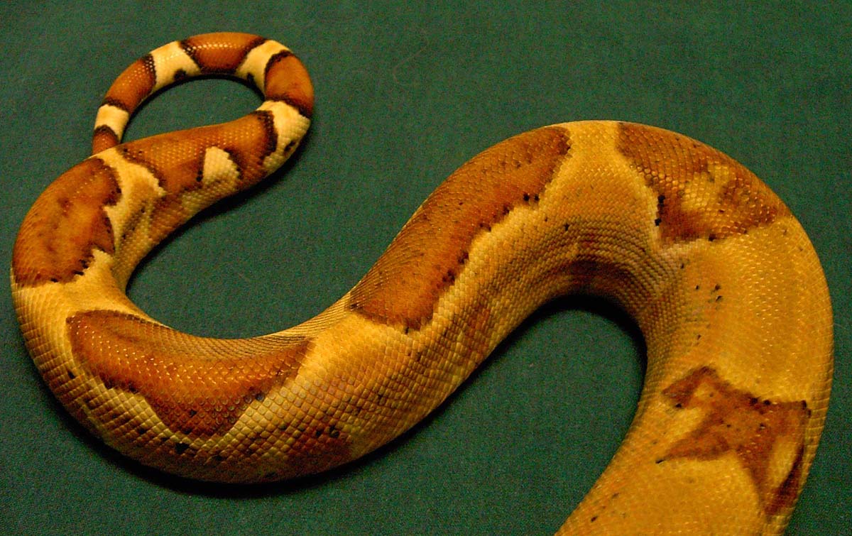 BCI Female Hypo Tail