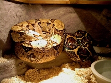 BCI MALE  LEDGE2