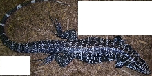 B&W tegu