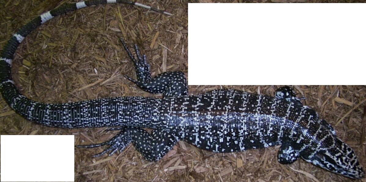 B&W tegu