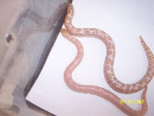 Hypo snow