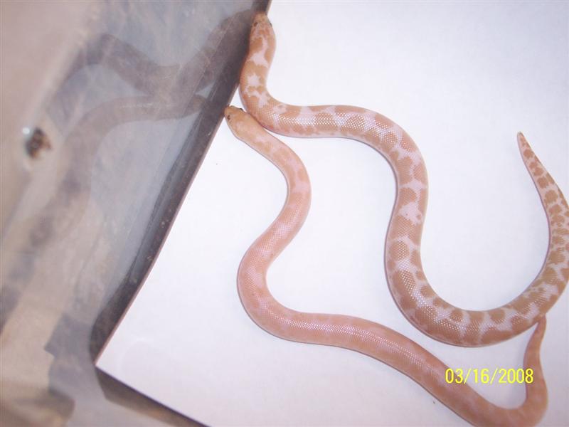 Hypo snow