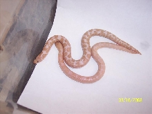 Hypo snow