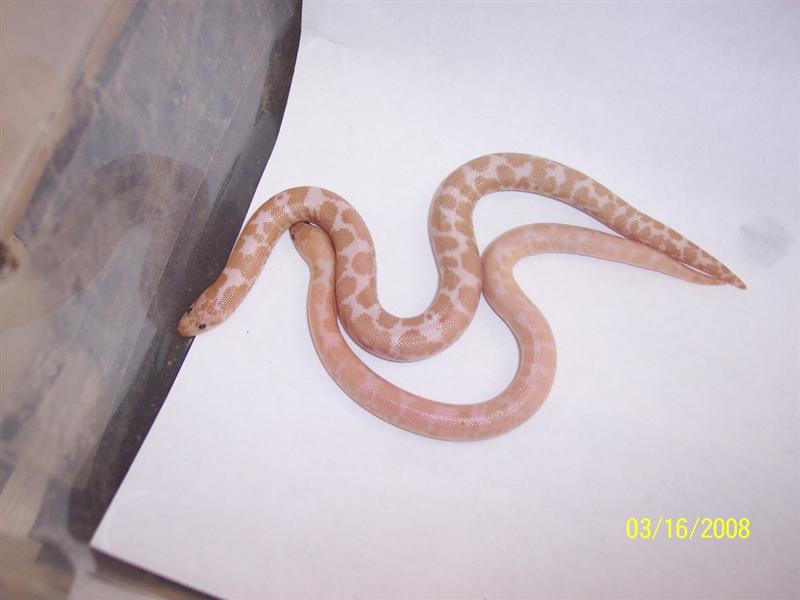 Hypo snow