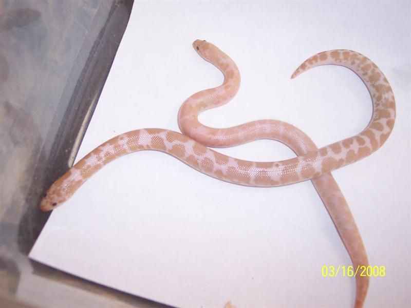 Hypo snow