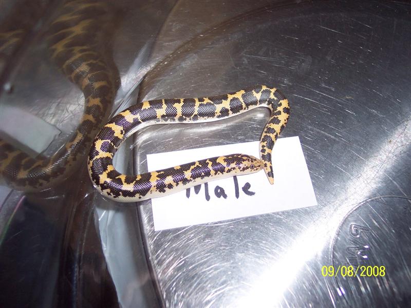 yellow male poss het for paradox albino