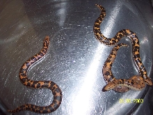paradox albino male and siblings