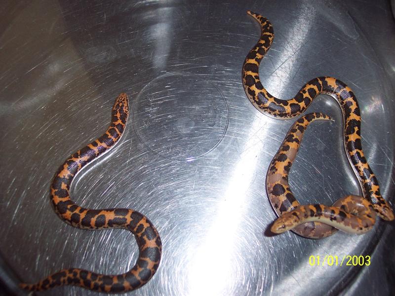 paradox albino male and siblings