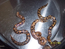 paradox albino male and siblings