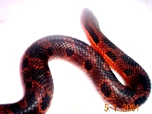 Eastern Female Hog