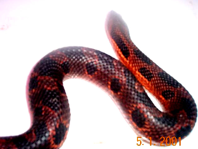 Eastern Female Hog