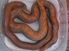Gravid rufescens cross and sire