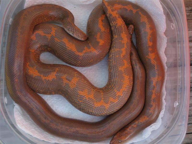 Gravid rufescens cross and sire