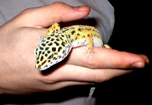 Jaipee