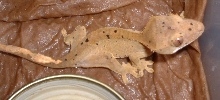 Gecko
