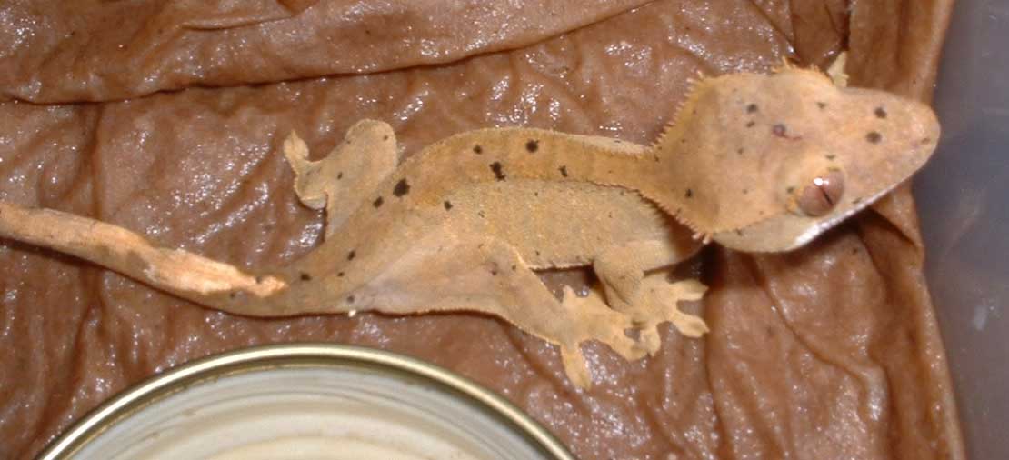 Gecko