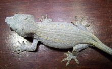 Gargoyle
