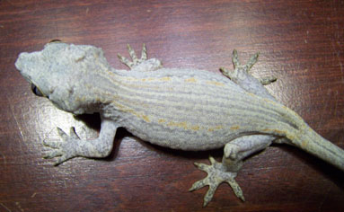 Gargoyle