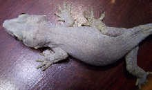 Gargoyle