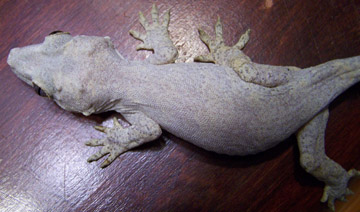 Gargoyle